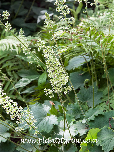 Autumn Bride has rather large airy panicles of whitish flowers.